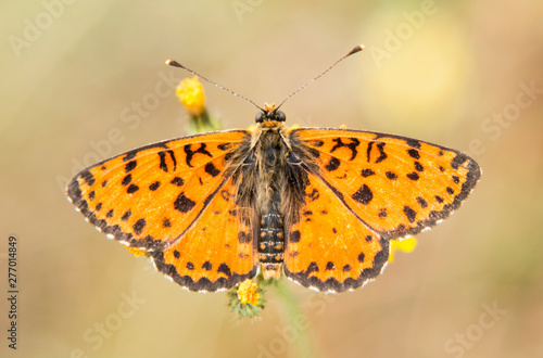 Glanville Fritillary butterfly macro photography