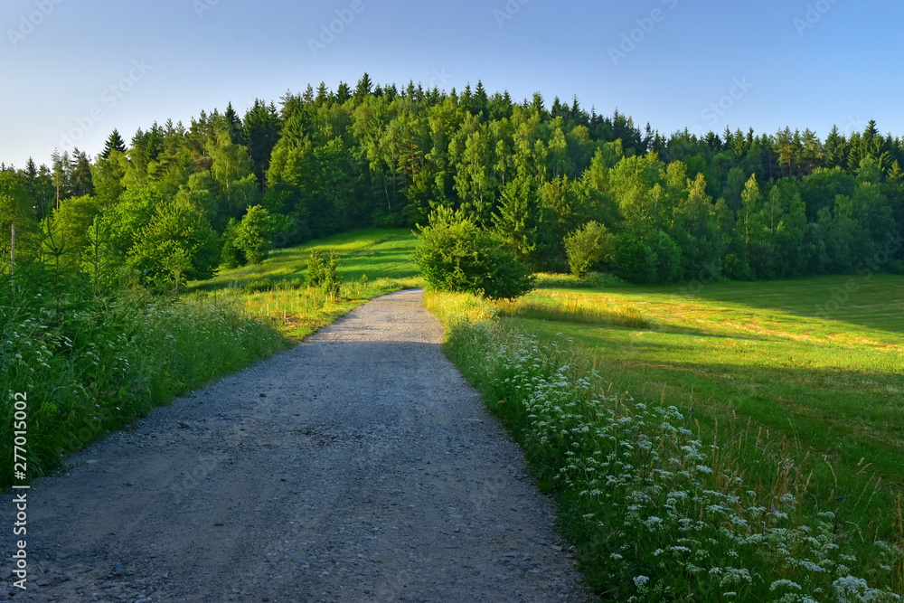 Green nature scenery summer path to the forest Green nature scenery summer path to the forest