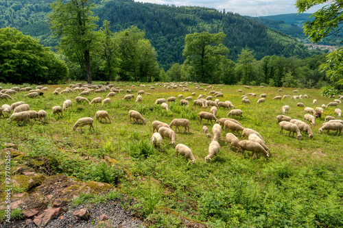 Flock of sheep along the long-distance hiking trail Neckarsteig in Germany photo