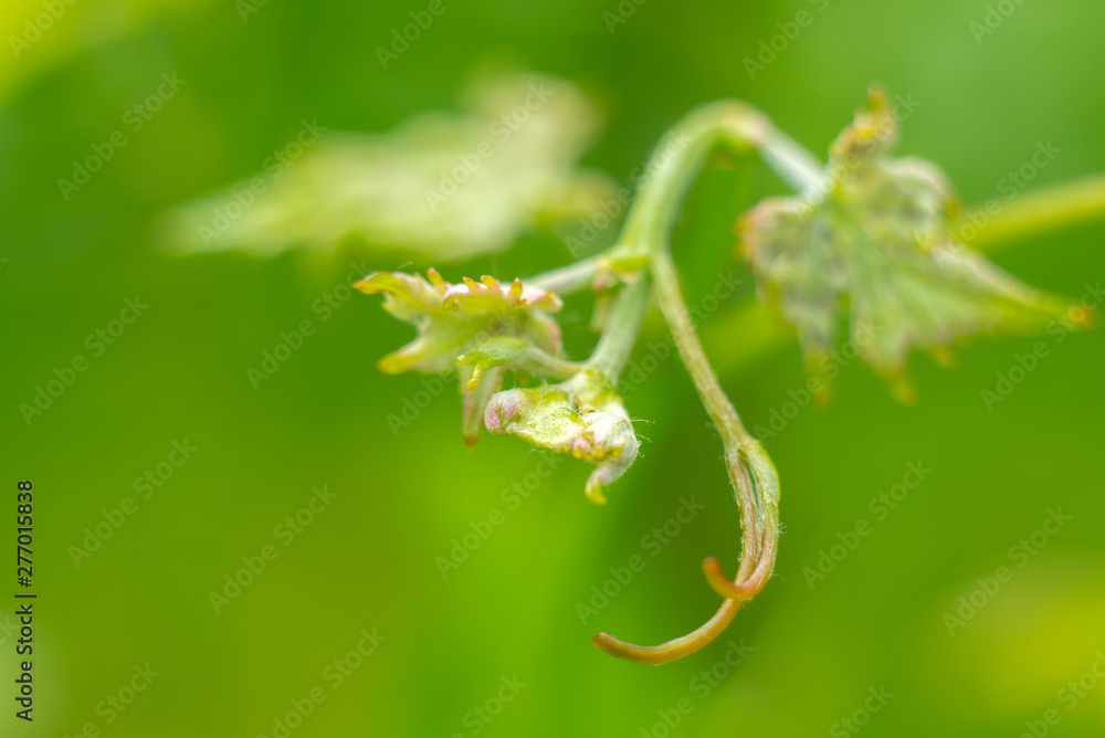 Young grape vine new growth, a bud on a branch in morning spring sun. Young grape vine new growth, a bud on a branch in morning spring sun.