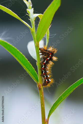 BUTTERFLIE Achronicta rumicis photo