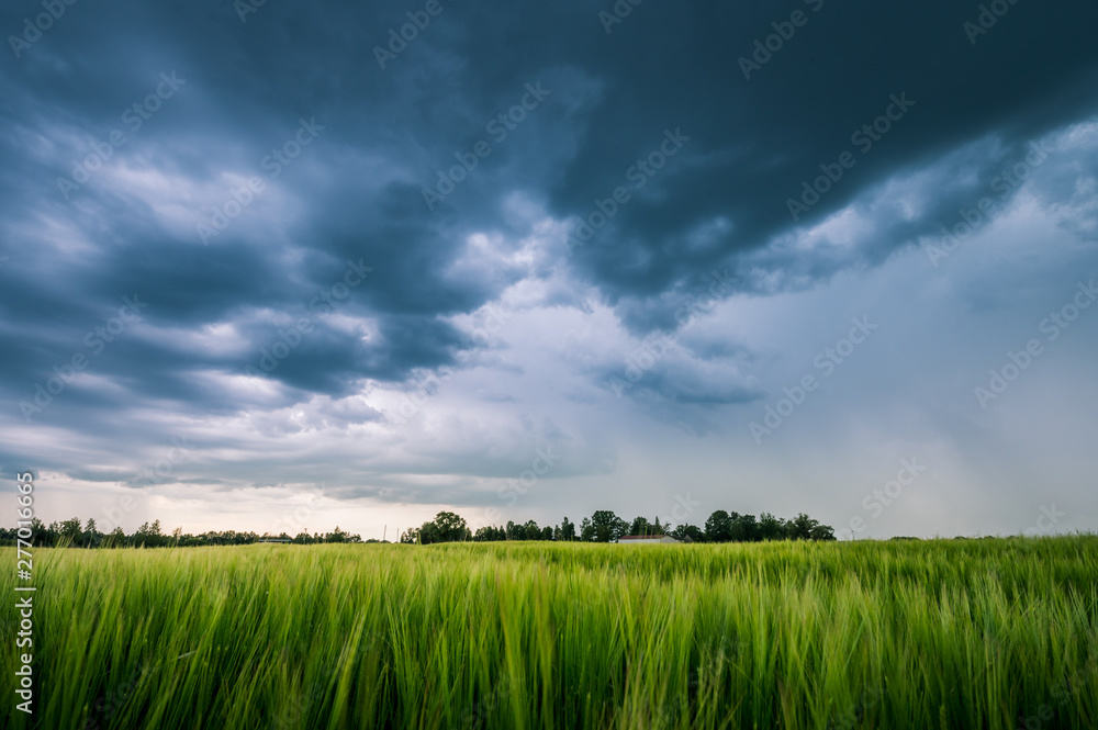 Impressive thunderstorm over a barley field in summer time. Dark storm clouds covering the rural landscape. Intense rain shower in distance. Motion created by windy weather.