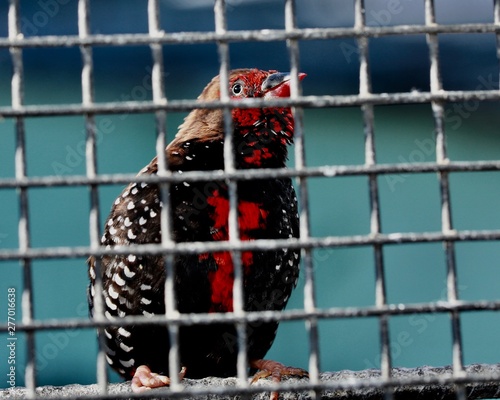 chicken in cage photo