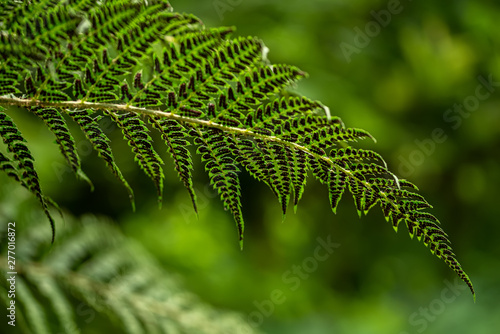 Leave of a fern in the summer green forest