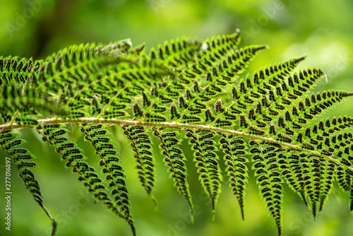Leave of a fern in the summer green forest