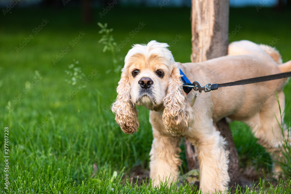 American cocker spaniel with collar peeing on a tree American cocker spaniel with collar peeing on a tree