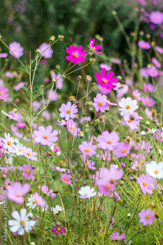 Wild flowers close-up in the autumn sunny day