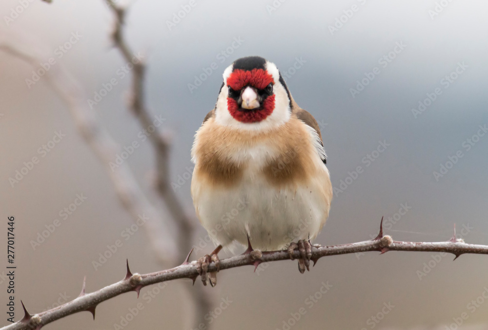 Naklejka Goldfinch bird perch on stick