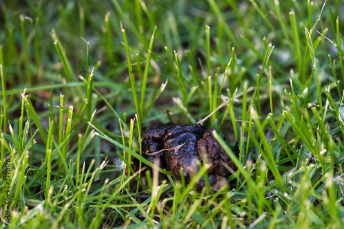 Close up of dog s excrement in green grass.