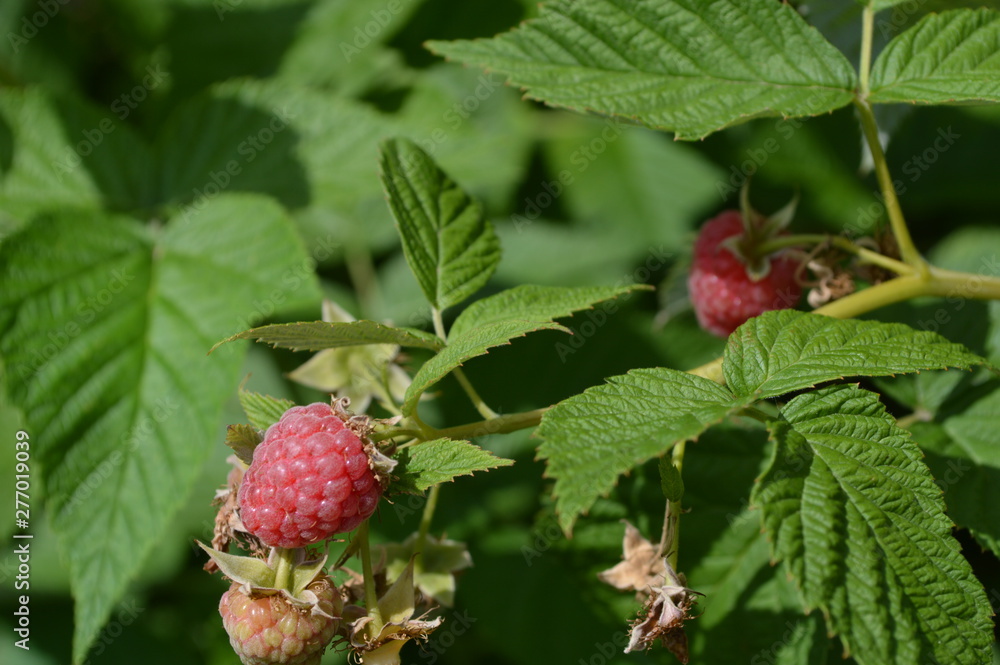 on a summer day raspberry Bush with ripe berries on a summer day raspberry Bush with ripe berries