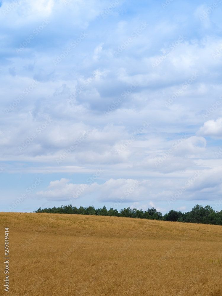 Yellow field and sky with large cumulus clouds