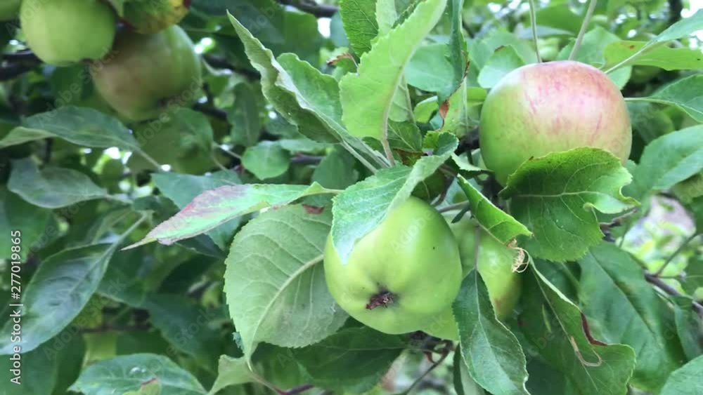 Apples on an apple tree Apples on an apple tree