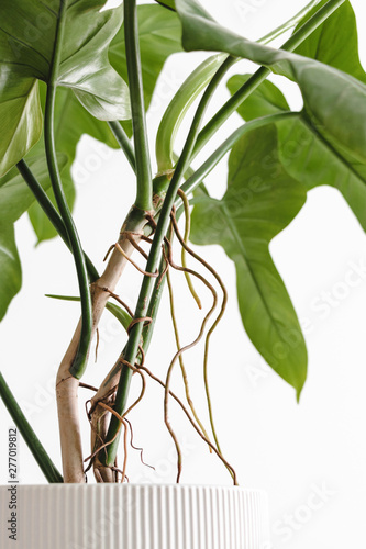 Close up the aerial root of Philodendron on a white background, minimal modern houseplant care concept, Philodendron Bipennifolium Schott photo