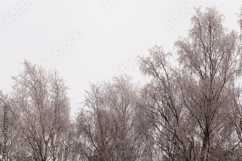 Wallpaper Mural winter day after a snowfall Torontodigital.ca