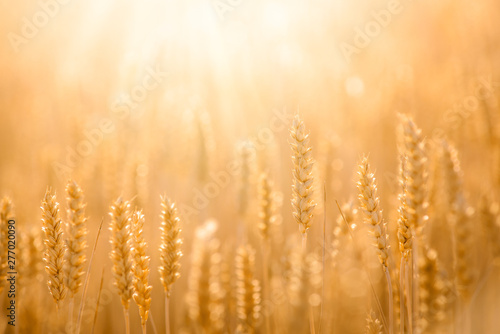 Golden wheat field. Ears of golden wheat close up against beautiful sunset in the evening