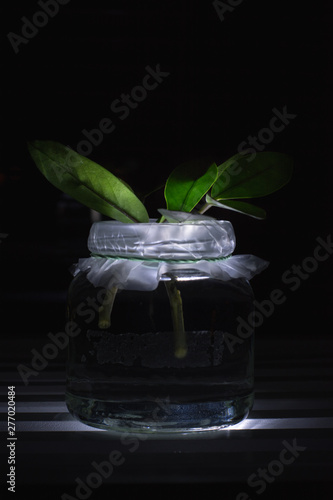 Zamia plant offspring in a glass