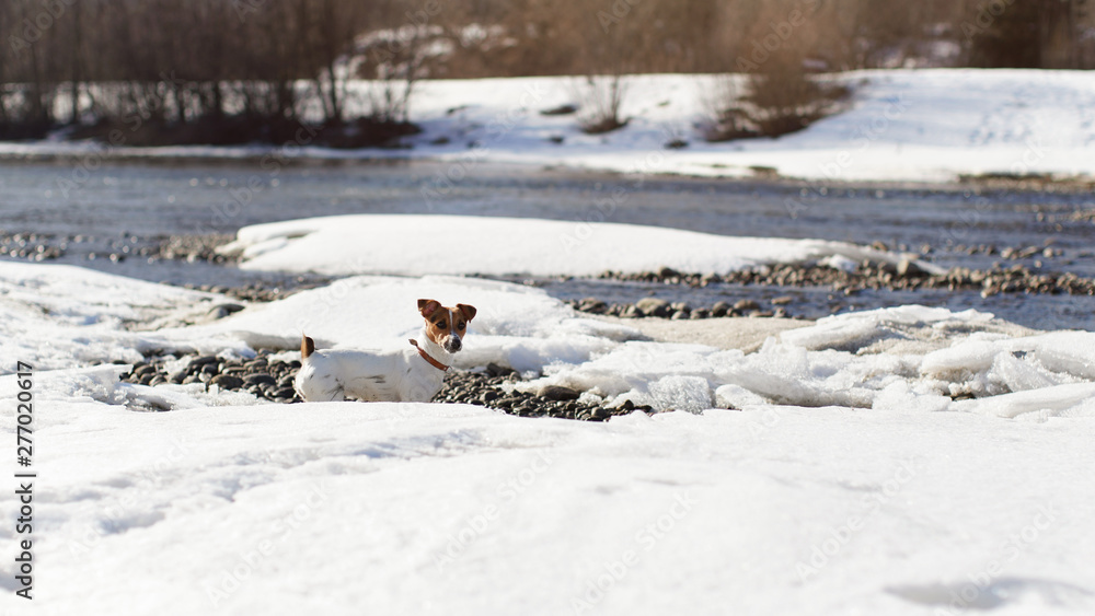 Small Jack Russell terrier standing on snow and ice covered river on a sunny spring day, looking curious, photo from side. Small Jack Russell terrier standing on snow and ice covered river on a sunny spring day, looking curious, photo from side.