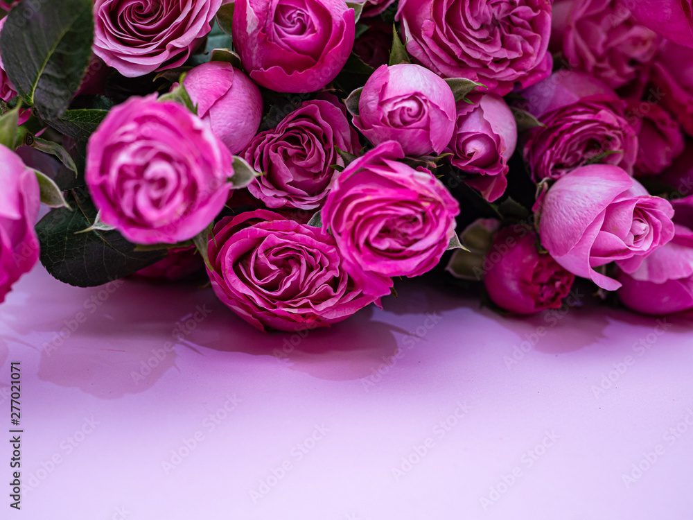 Pink roses on pink background. Copy space.