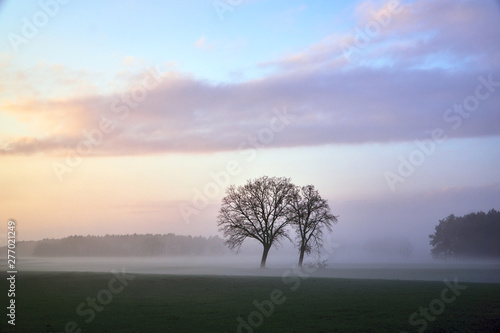 Foggy meadow  trees and forest in the evening in Poland.