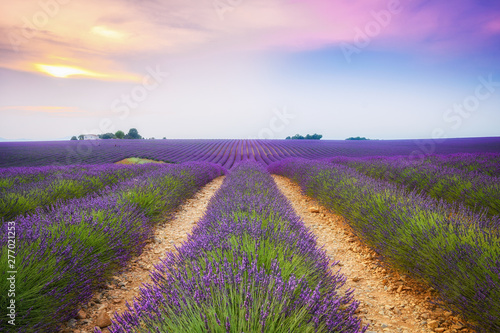 colorful fields of lavender at valensole plateau, France photo