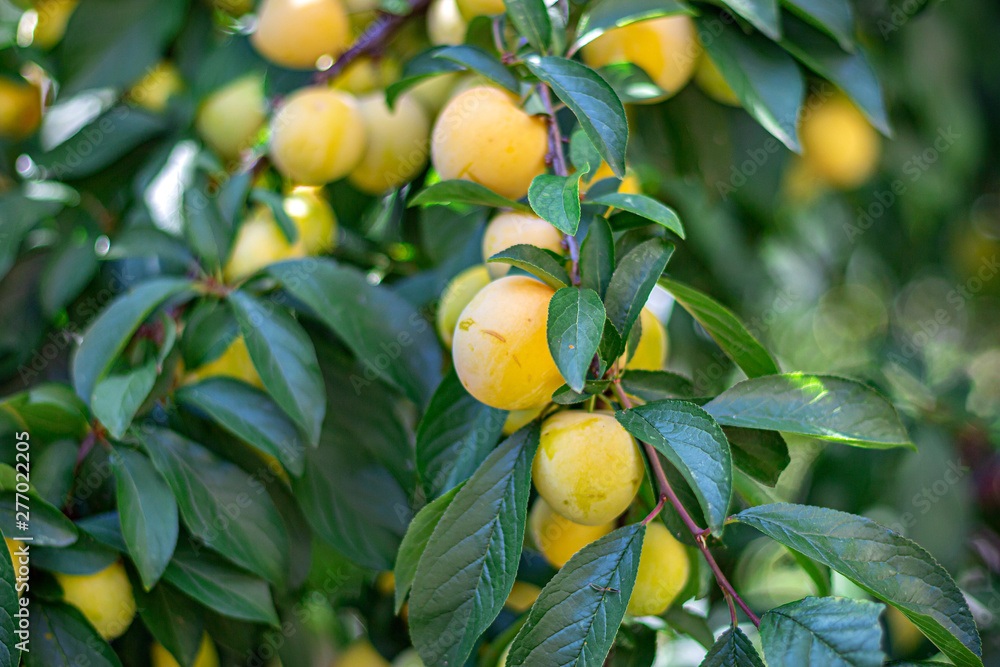 Yellow plums in a tree, healthy food, orchard