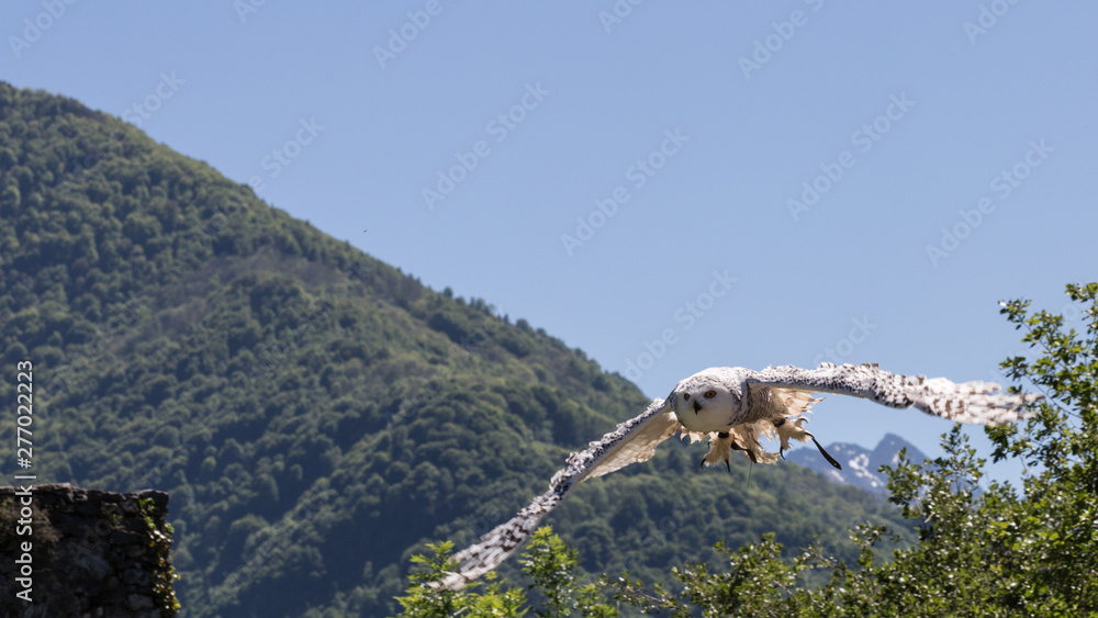 Φωτογραφία Vol d'une chouette harfang ou chouette des neiges appartient à la famille des grands ducs