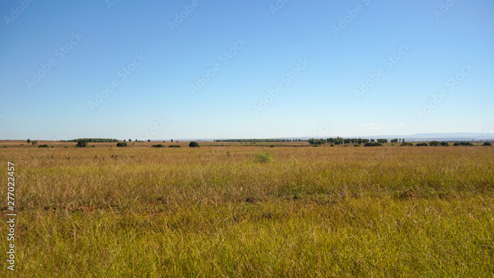 Sun shines on flat grassland savanna landscape in Andranovory region of Madagascar - only grass bushes and small trees growing in distance