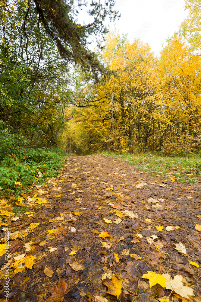 deciduous foliage in the autumn deciduous foliage in the autumn