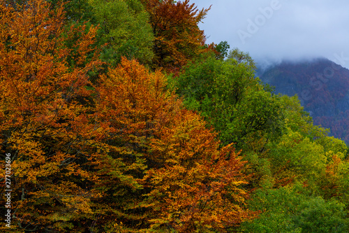 Atlantic forest, Monasterio de Hermo, Fuentes del Narcea, Degaña e Ibias Natural Park, Asturias, Spain, Europe photo