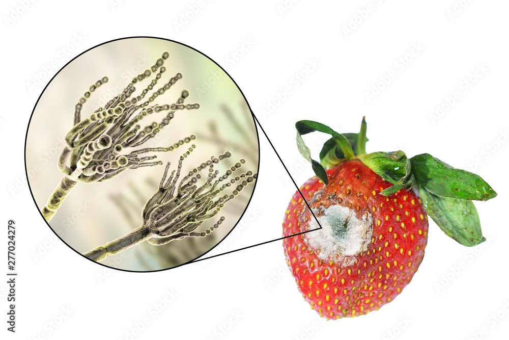 Φωτογραφία Strawberry with molds and closeup view of mold fungi Penicillium responsible for