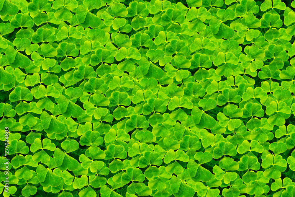 green clover leaves. Spring natural background. green clover leaves. Spring natural background.
