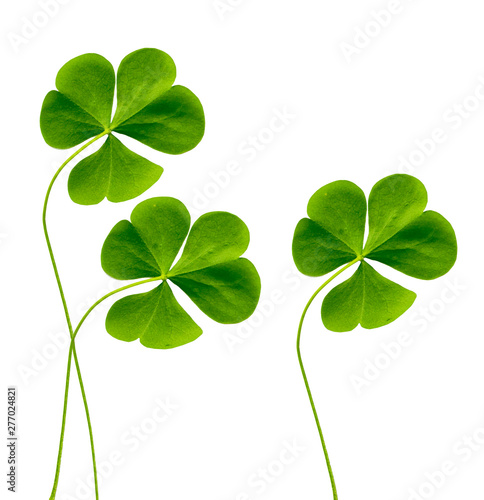 Fényképezés green clover leaves isolated on white background