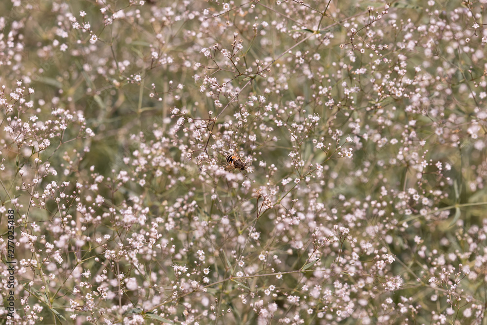 Abstract background of gypsophila wild flowers Abstract background of gypsophila wild flowers