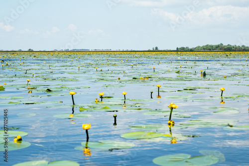 field of small yelloy water lilies on the lake photo