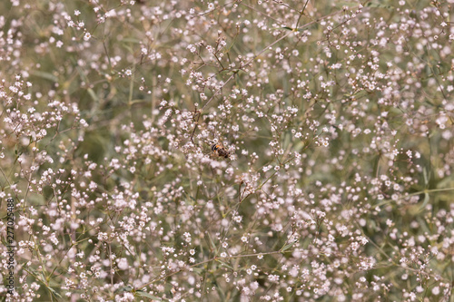 Abstract background of gypsophila wild flowers
