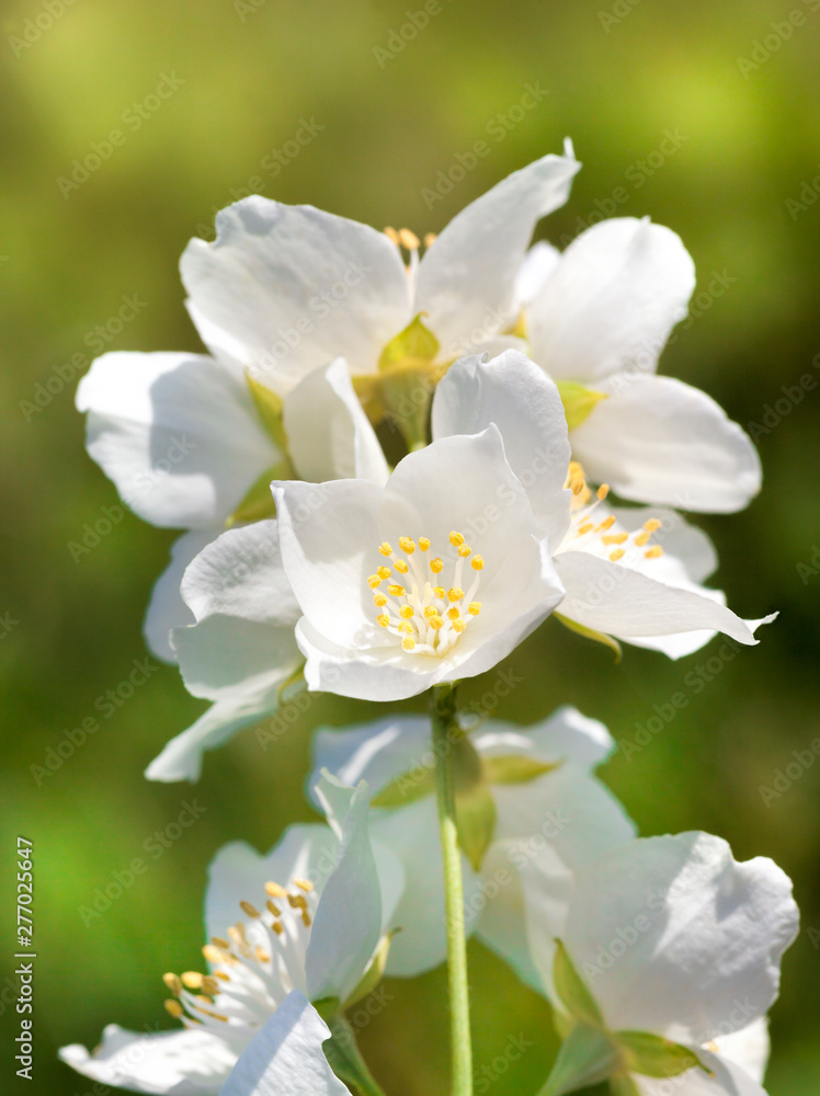 white jasmine flowers white jasmine flowers