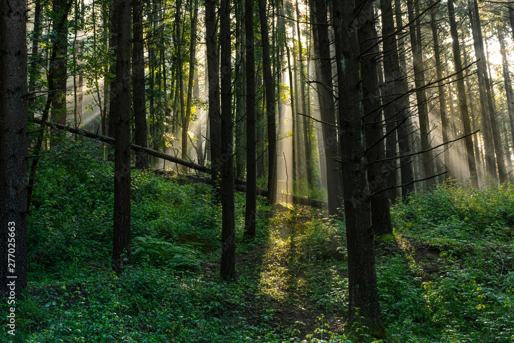 Obraz premium Foresta casentinese