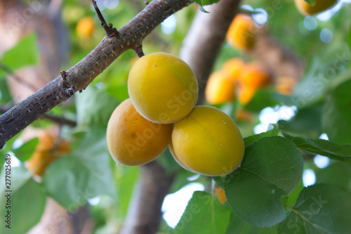 Apricots close up photo