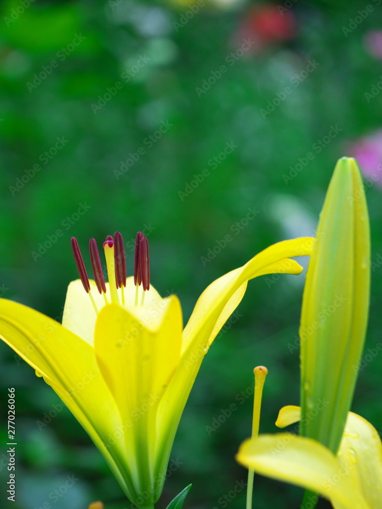 Fototapeta premium Lily Garden in Japan