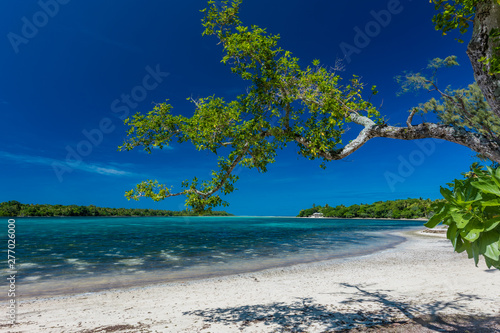 Fototapeta Naklejka Na Ścianę i Meble -  Palm trees on a tropical beach, Vanuatu, Erakor Island, Efate