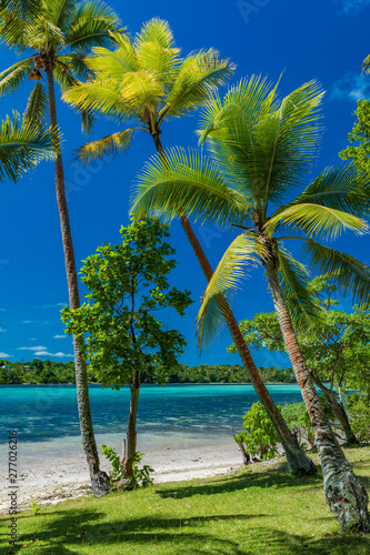 Palm trees on a tropical beach, Vanuatu, Erakor Island, Efate