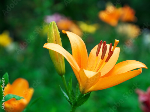 Lily Garden in Japan