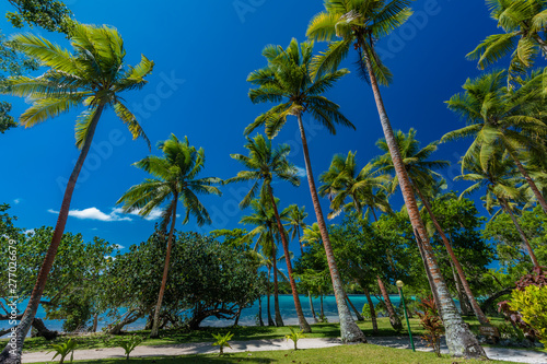 Palm trees on a tropical beach, Vanuatu, Erakor Island, Efate © Martin Valigursky