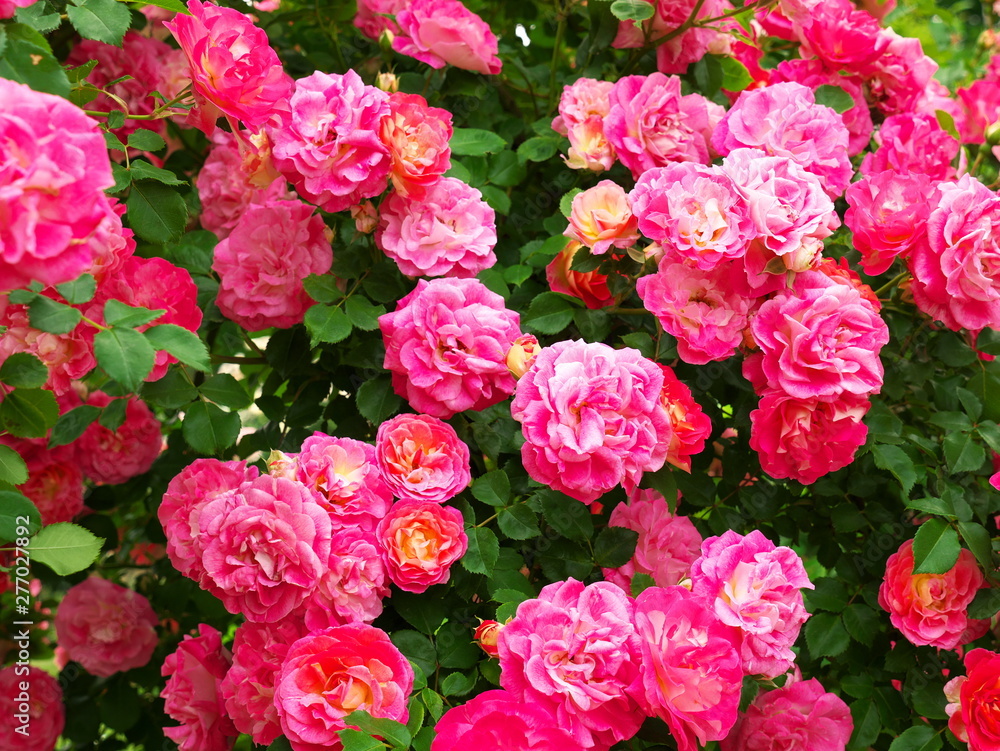 Rose garden in Japan
