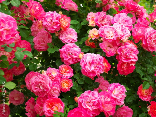 Rose garden in Japan