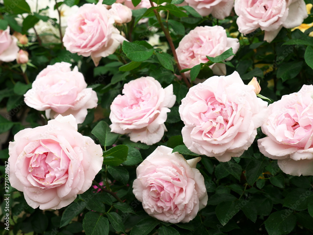 Rose garden in Japan Rose garden in Japan