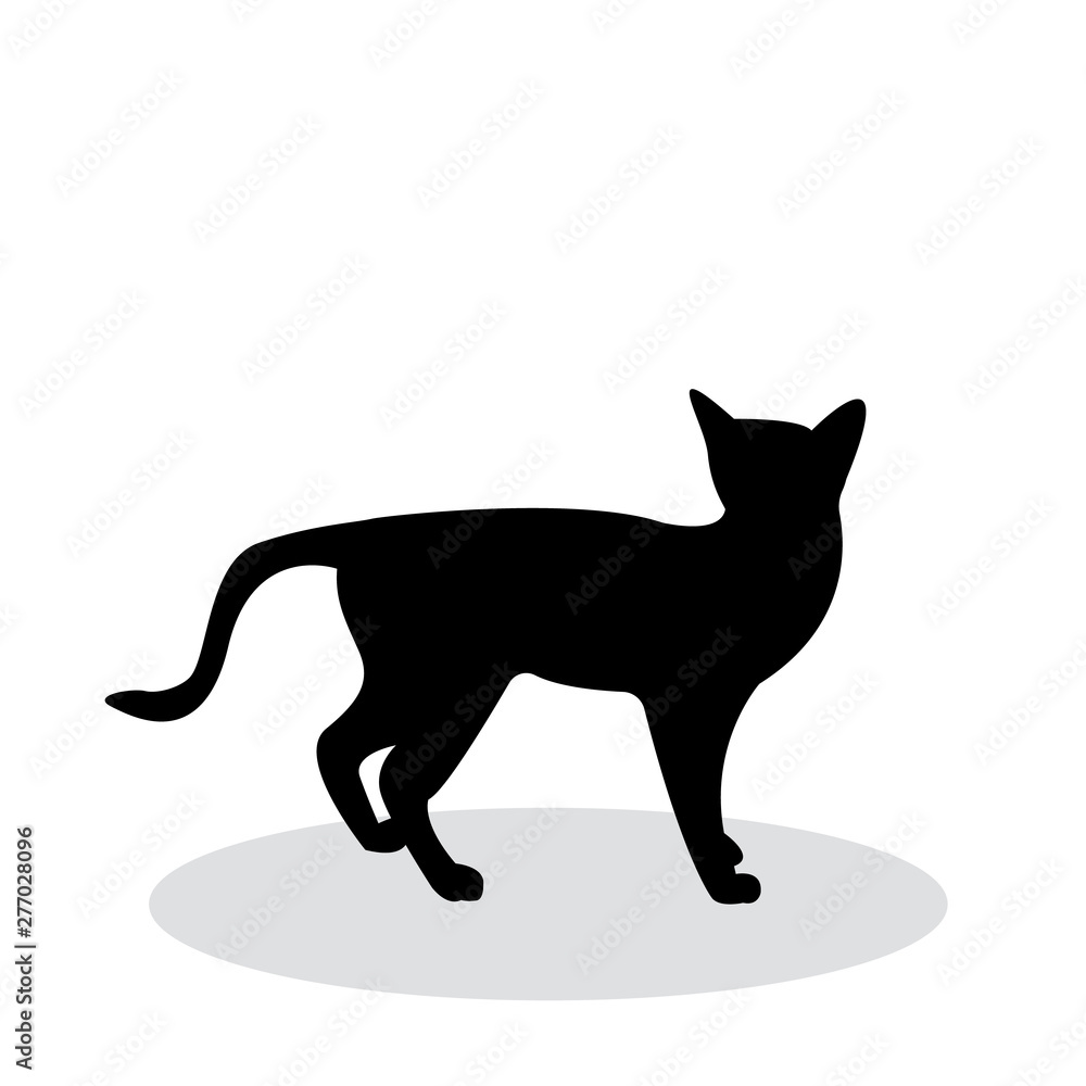 shadow of black cat isolated on white background