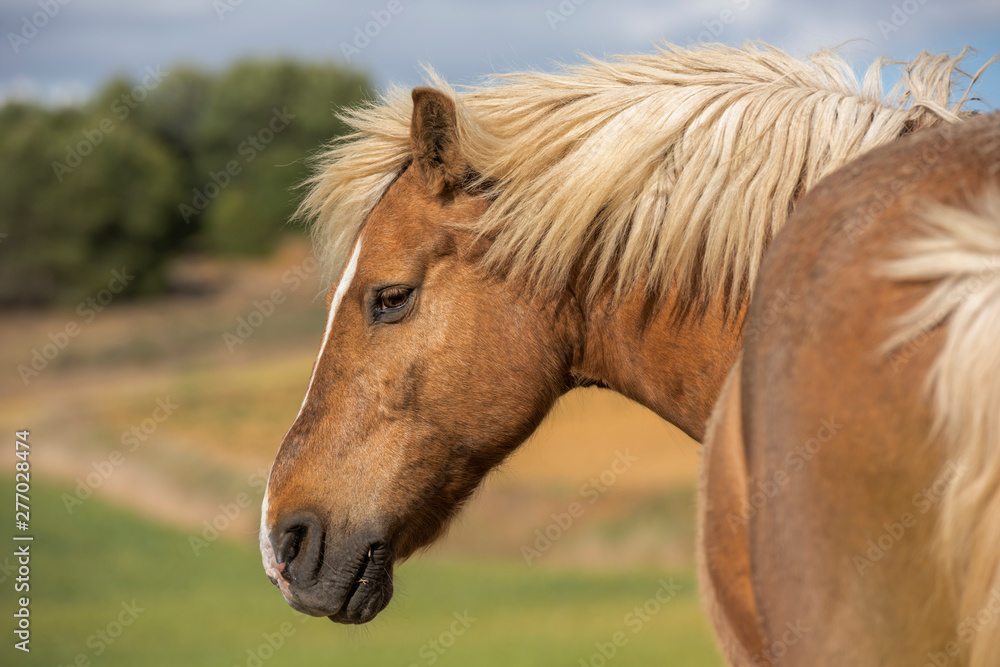 Portrait of a Shetland pony horse with beautiful mane in nature, looking to the side. No people. Horizontal. Copyspace.