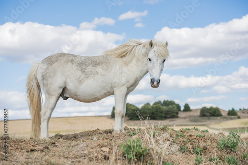 Portrait of a white pony horse with beautiful mane in nature. Horizontal. No people. Blue sky with clouds