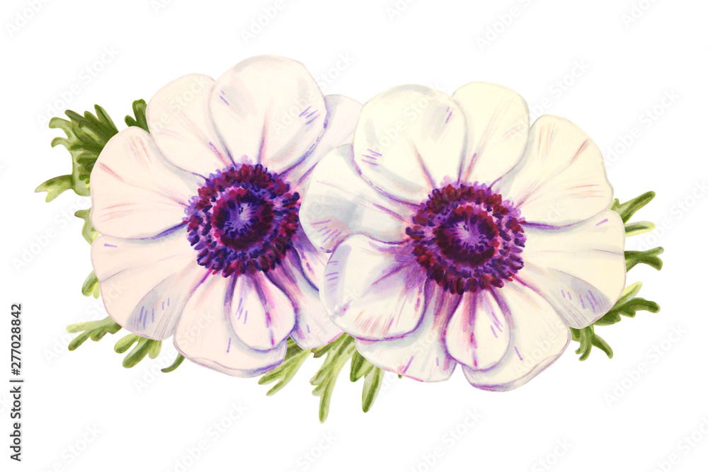 Two beautiful white anemonies. Bouquet of flowers. Floral print. Marker drawing. Watercolor painting. Wedding and birthday composition. Greeting card. Flower painted background Hand drawn illustration Two beautiful white anemonies. Bouquet of flowers. Floral print. Marker drawing. Watercolor painting. Wedding and birthday composition. Greeting card. Flower painted background Hand drawn illustration